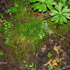 Carex albolutescens