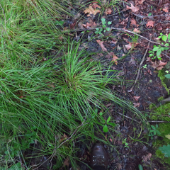 Carex debilis debilis