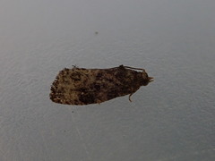 Gymnandrosoma punctidiscanum