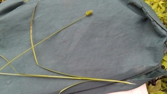 Carex cephalophora