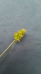 Carex cephalophora