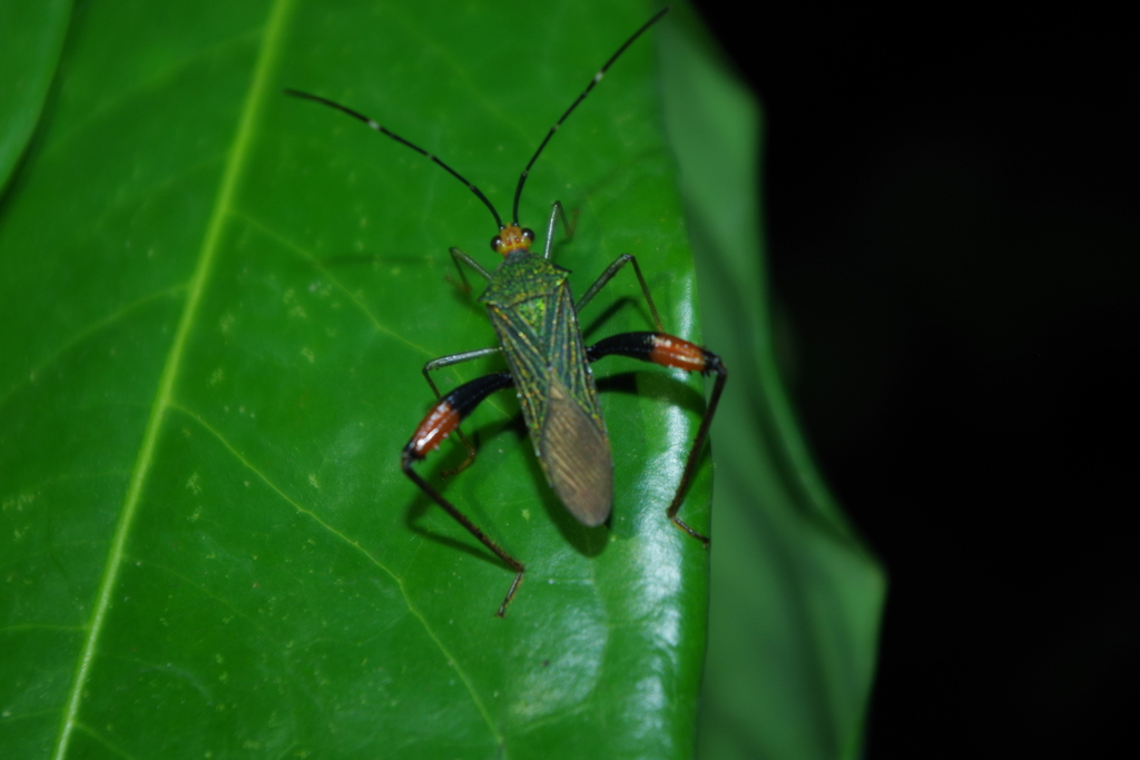Petalops bellator