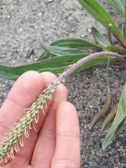 Plantago eriopoda