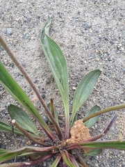 Plantago eriopoda