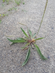 Plantago eriopoda