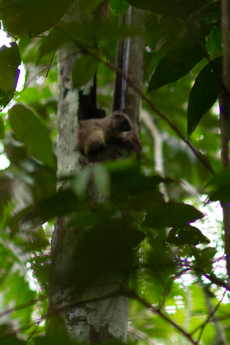 Yellow-crowned Brush-tailed Rat