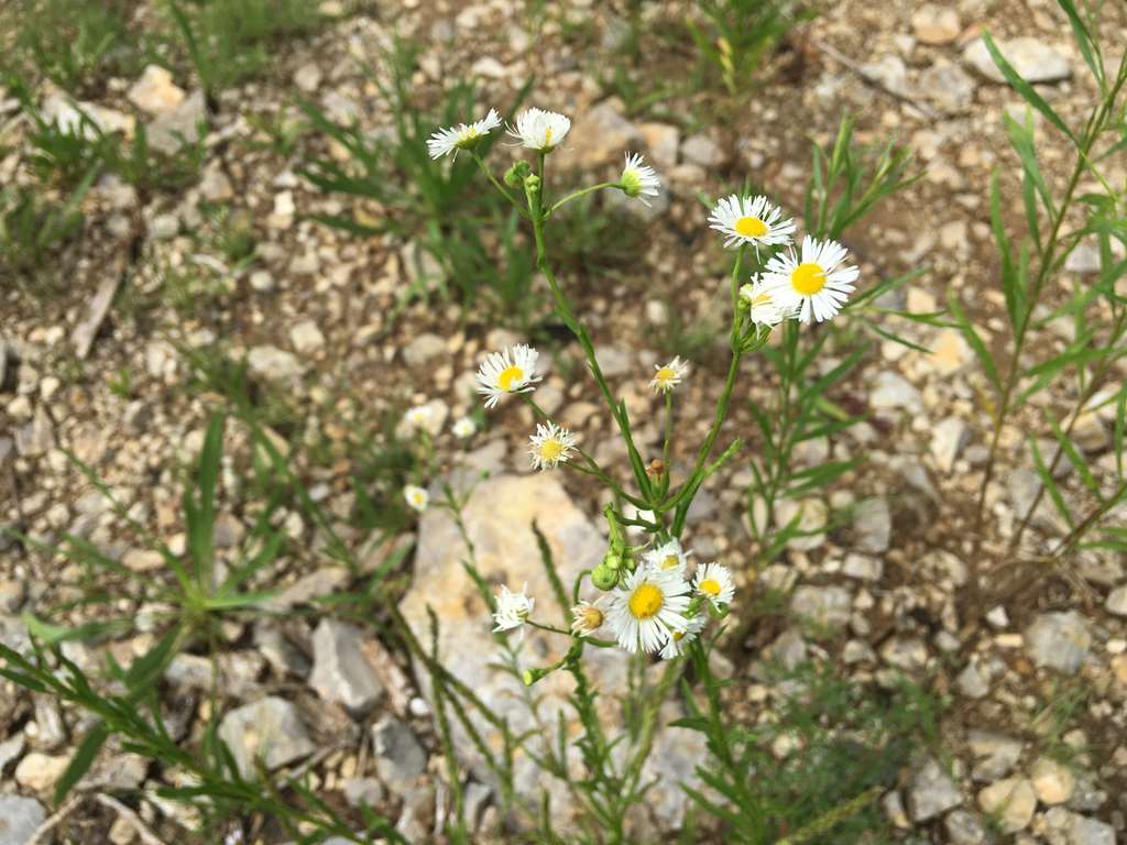 Allison's Fleabane from 750836 Fall Creek Rd, Lebanon, TN, US on June