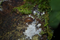 Circoniscus ornatus