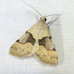 Hemeroplanis incusalis