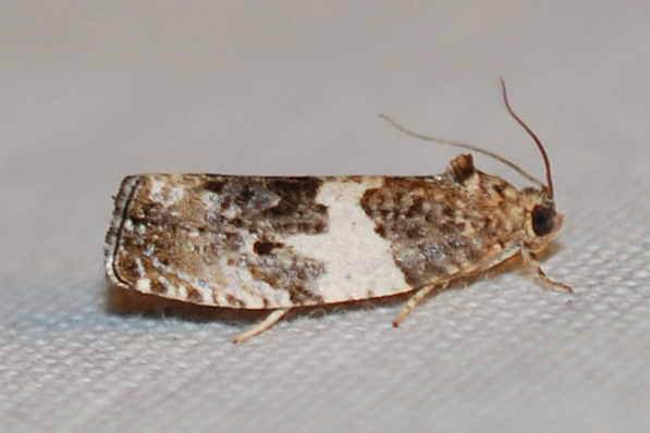 Poplar Leafroller Moth