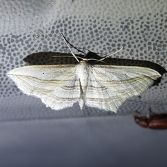 Arcobara multilineata