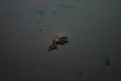 Apatelodidae
