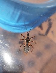 Rhynocoris punctiventris