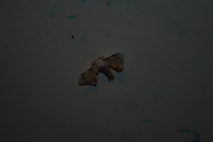 Apatelodidae