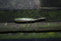 Stagmatoptera supplicaria