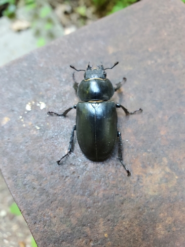 Lucanus cervus
