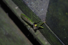 Stagmatoptera supplicaria