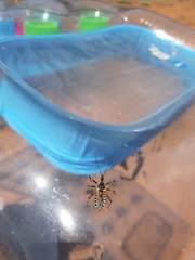 Rhynocoris punctiventris