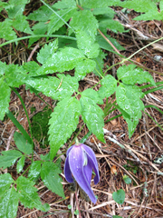 Clematis alpina