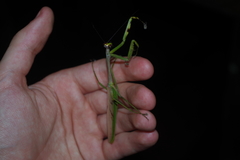Stagmatoptera supplicaria
