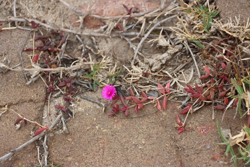Delosperma vinaceum, photograph 2