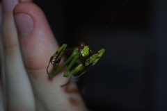Stagmatoptera supplicaria