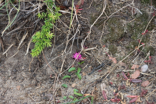 Delosperma vinaceum, photograph 3