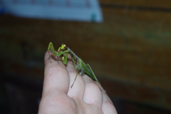 Stagmatoptera supplicaria