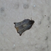 Tortricidae