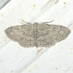 Idaea violacearia
