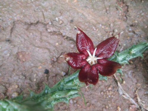 Huerniopsis atrosanguinea (N.E.Br.) A.C.White & B.Sloane