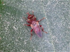 Myopa clausa
