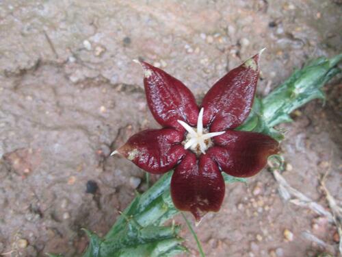 Huerniopsis atrosanguinea (N.E.Br.) A.C.White & B.Sloane 2