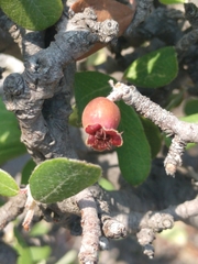 Malacomeles denticulata