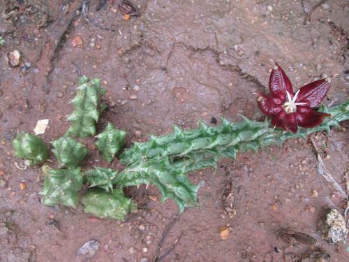 Huerniopsis atrosanguinea (N.E.Br.) A.C.White & B.Sloane 3