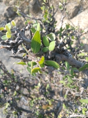 Malacomeles denticulata
