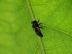 Harmonia axyridis