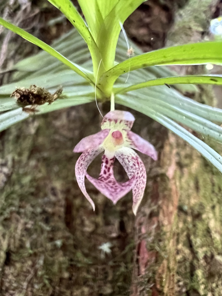 Panamanian Dichae