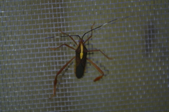 Lucullia flavovittata