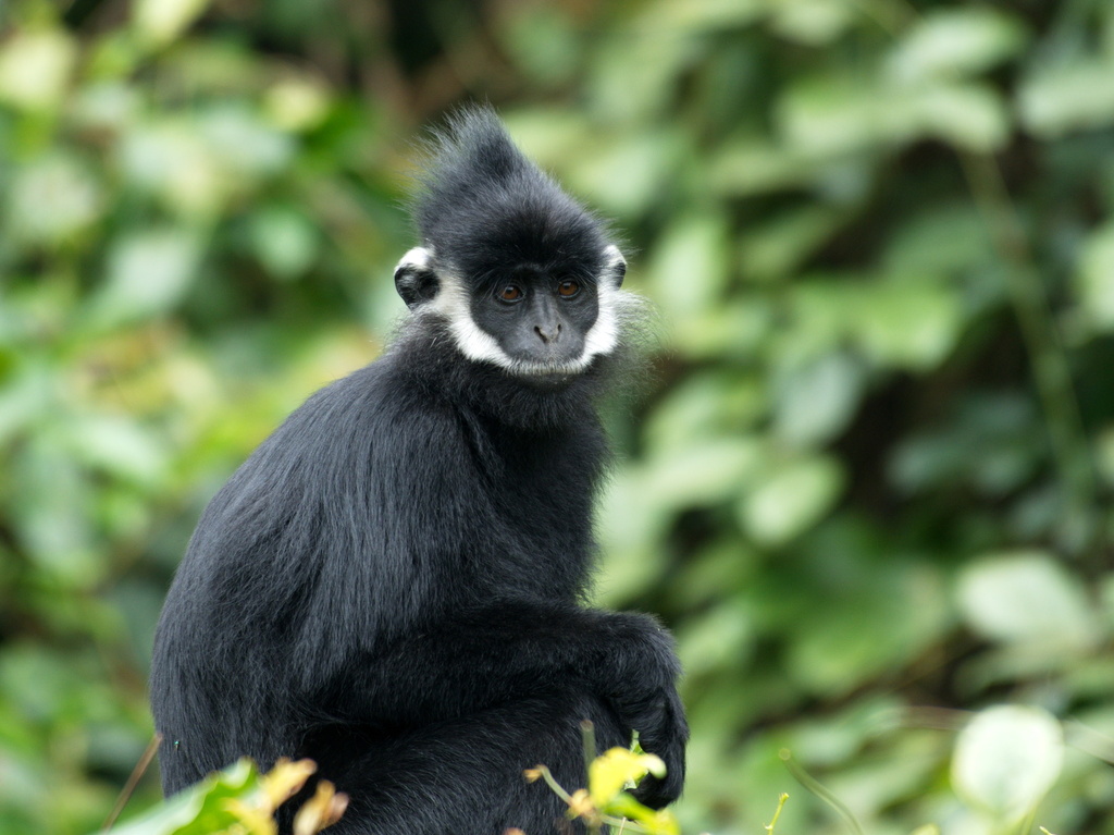 Hatinh Langur