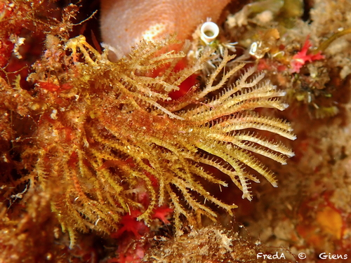Exidmonea atlantica observed 2024-07-21
