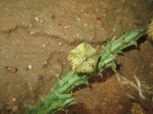 Huerniopsis papillata Nel