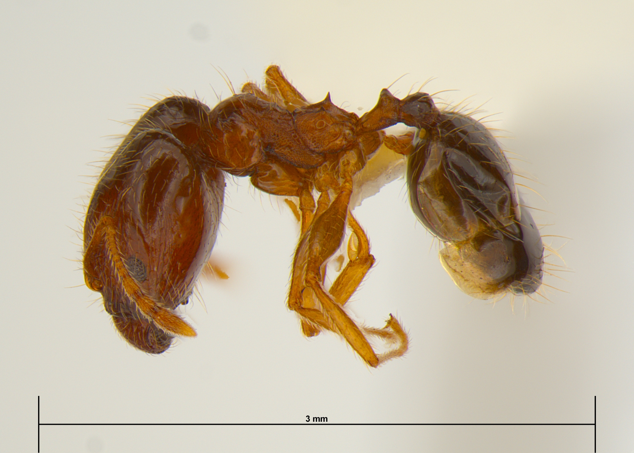 Pheidole decarinata
