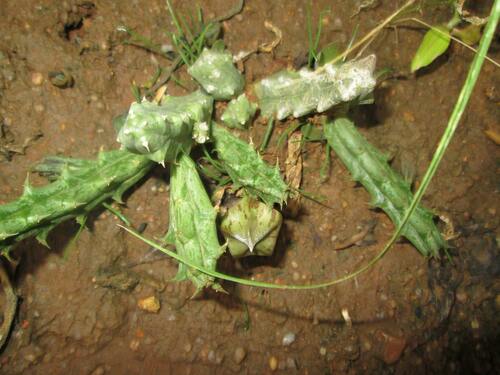 Huerniopsis papillata Nel 3