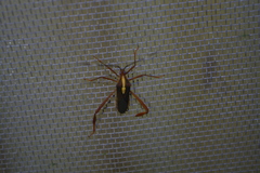 Lucullia flavovittata