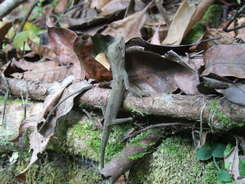 Vietnam False Bloodsucker, Pseudocalotes brevipes