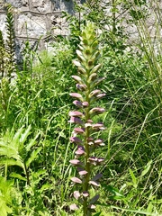 Acanthus