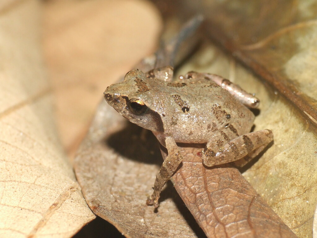 Liuixalus calcarius