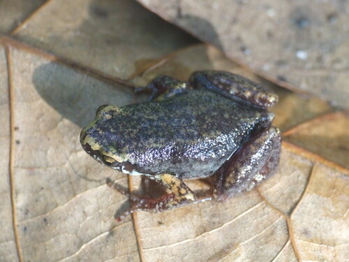 Deli Little Pygmy Frog, Micryletta inornata