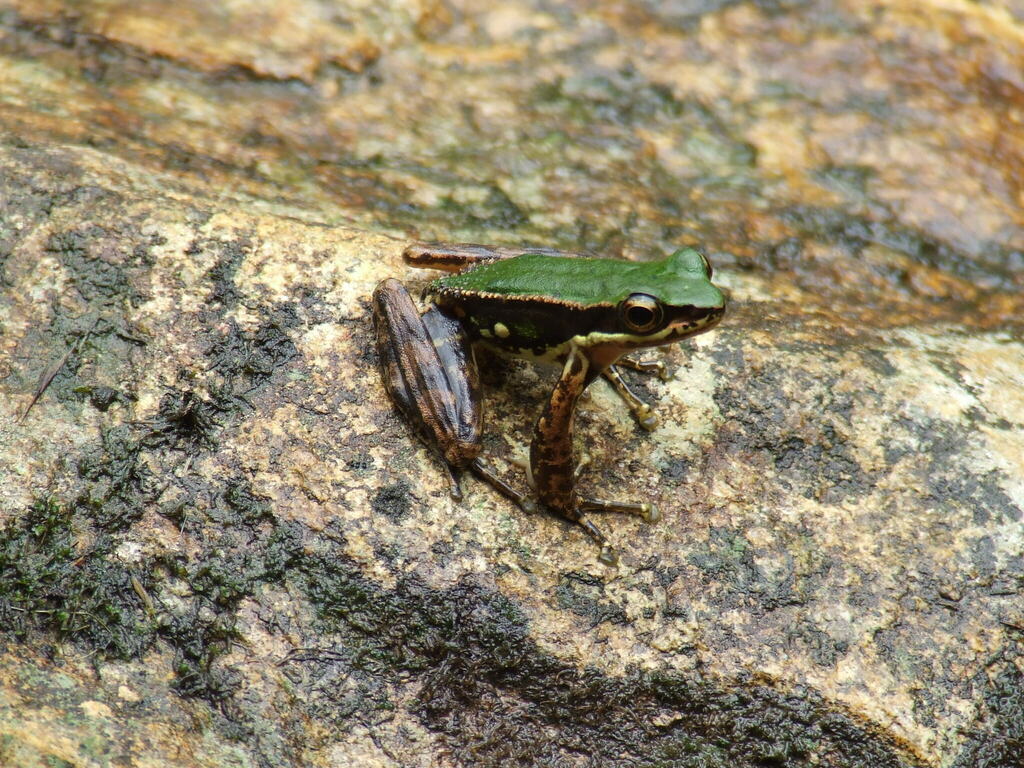 Dao Frog
